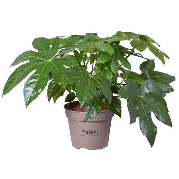 Picture of FATSIA JAPONICA