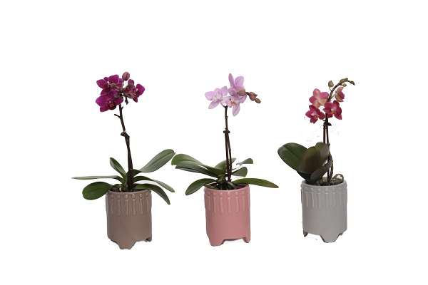 Picture of PHALAENOPSIS 01-STEM MINI MIX IN CERAMIC ON FOOT