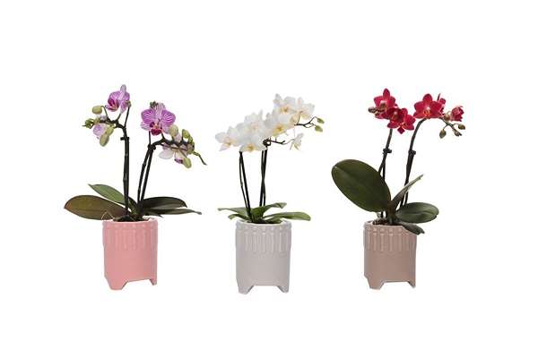 Picture of PHALAENOPSIS 02-STEM MINI MIX IN CERAMIC ON FOOT
