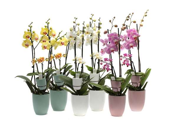 Picture of PHALAENOPSIS 02-ST MIX & 02-ST MINI MIX IN CERAMIC