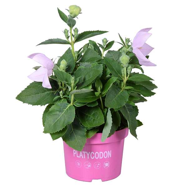 Picture of PLATYCODON GRANDIFLORUS ASTRA PINK