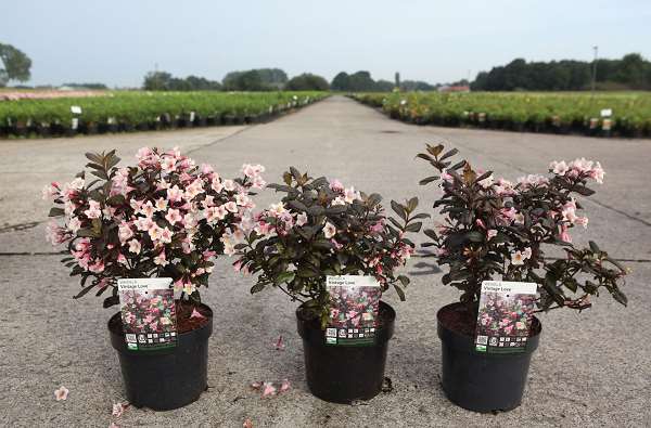 Picture of WEIGELA FLORIDA VINTAGE LOVE