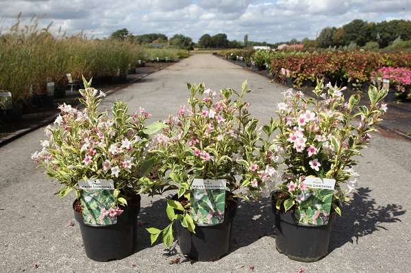 Picture of WEIGELA FLORIDA WHITE LIGHTNING