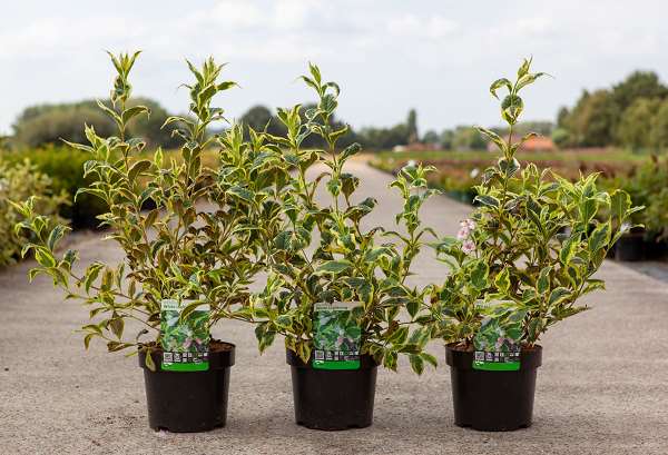 Picture of WEIGELA FLORIDA WHITE LIGHTNING