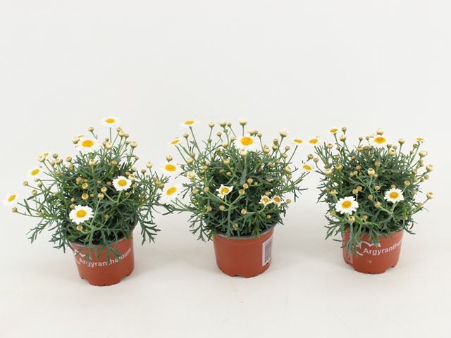 Picture of Argyranthemum frutescens white