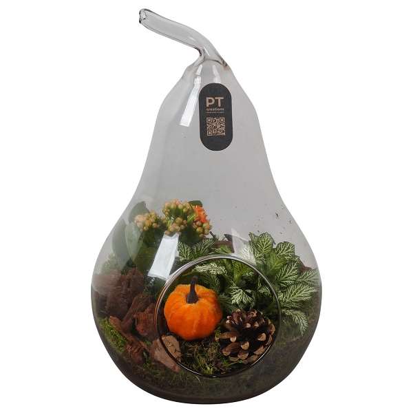 Picture of AUTUMN ARRANGEMENT INDOOR 02PP IN GLASS PEAR