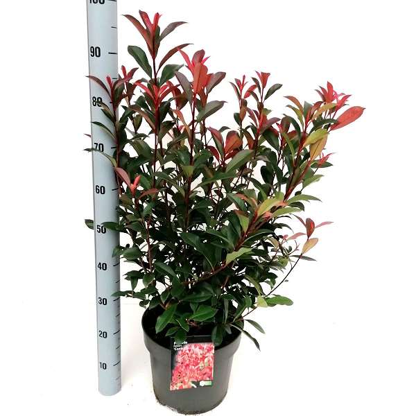 Picture of PHOTINIA FRASERI CARRE ROUGE