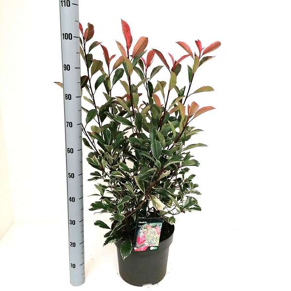 Picture of PHOTINIA FRASERI LOUISE