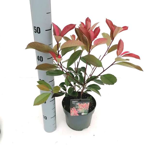 Picture of PHOTINIA FRASERI RED ROBIN