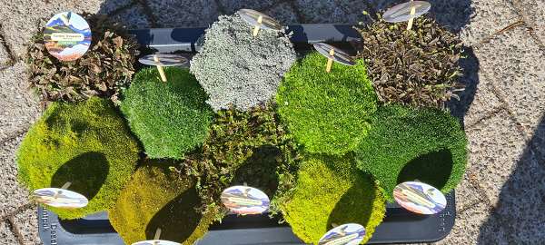 Picture of MOSS PRECIOUS EARTH MIX