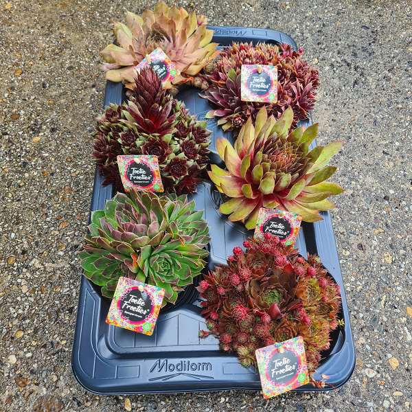 Picture of SEMPERVIVUM TOETIE FROETIES MIX