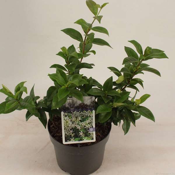 Picture of TRACHELOSPERMUM JASMINOIDES WINTER RUBY