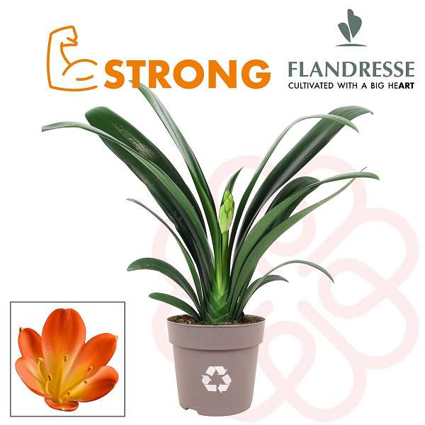 Picture of CLIVIA STRONG EXTRA