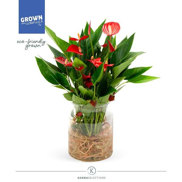 Picture of ANTHURIUM ANDREANUM MILLION FLOWERS IN GLASS