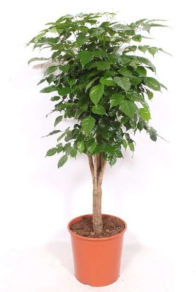 Picture of Radermachera sinica