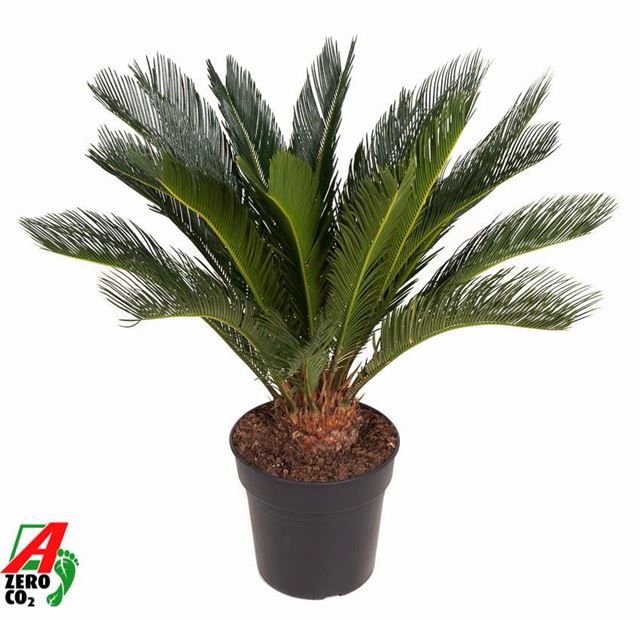 Picture of Cycas revoluta