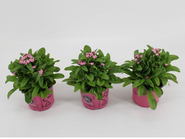 Picture of Myosotis sylvatica mon amie pink