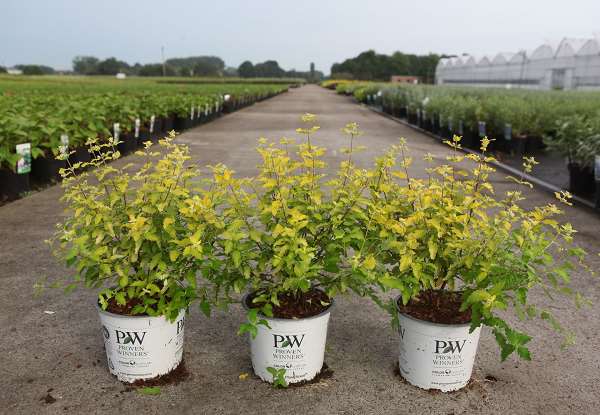 Picture of CARYOPTERIS INCANA SUNNY BLUE