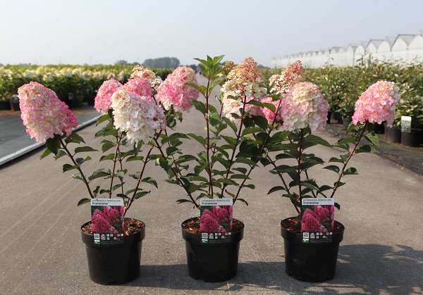 Picture of Hydrangea pan  framboisine