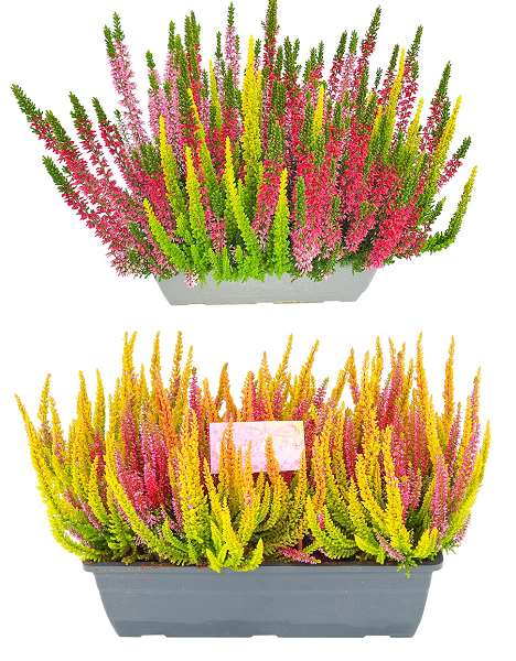Picture of Calluna beauty ladies multicolor windowbox