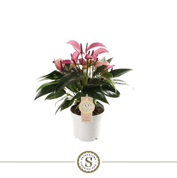 Picture of ANTHURIUM ANDRAEANUM ZIZOU