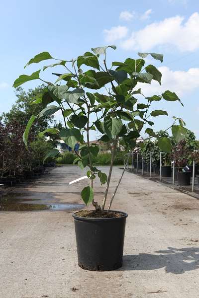 Picture of CLERODENDRUM TRICHOTOMUM