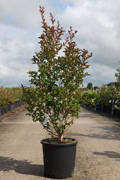 Picture of LAGERSTROEMIA INDICA NEIGE D'ETE