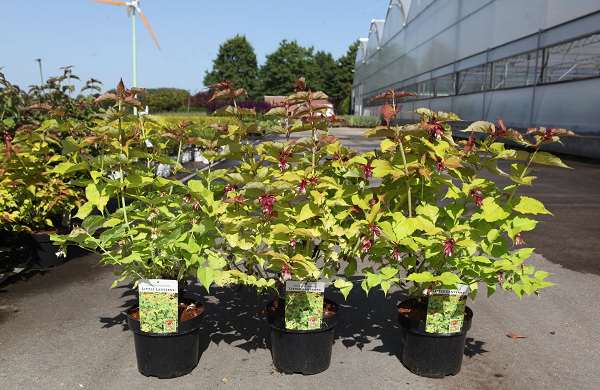 Picture of LEYCESTERIA FORMOSA LITTLE LANTERNS