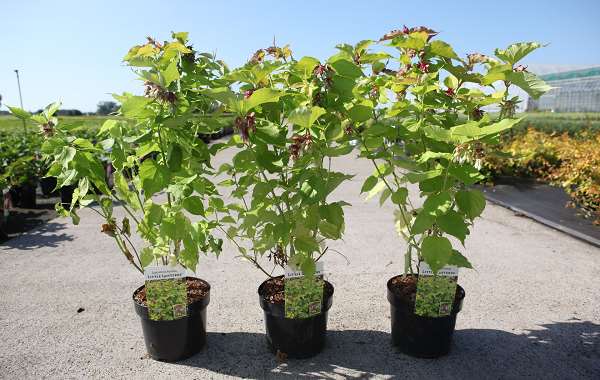 Picture of LEYCESTERIA FORMOSA LITTLE LANTERNS