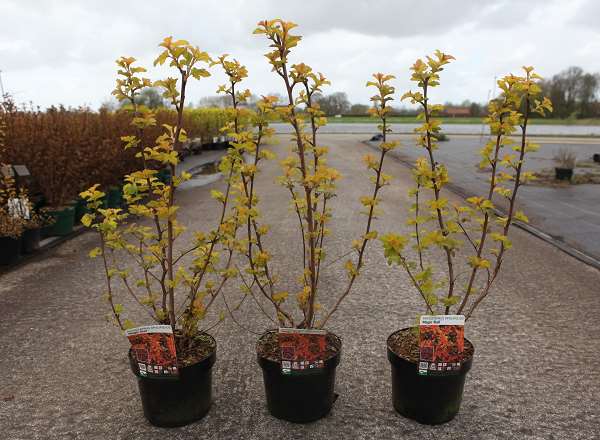 Picture of PHYSOCARPUS OPULIFOLIUS MAGIC BALL