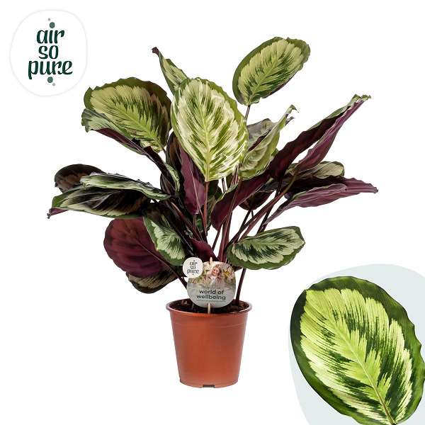 Picture of CALATHEA ROSEOPICTA MYSTY