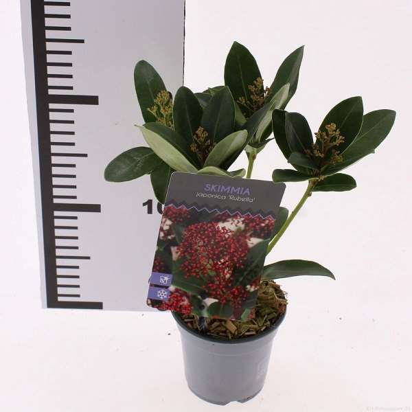 Picture of Skimmia japonica rubella 03+fl