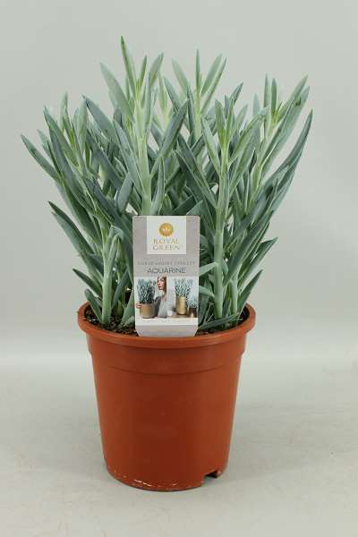 Picture of SENECIO FICOIDES MOUNT EVEREST POTCOVER