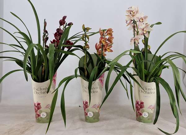 Picture of CYMBIDIUM 02-STEM MIX POTCOVER