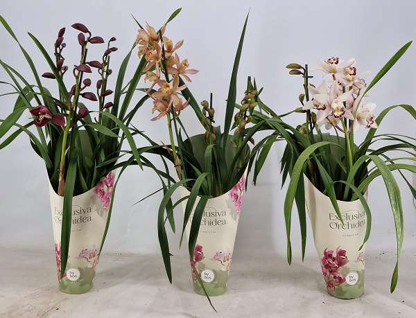 Picture of CYMBIDIUM 03-STEM MIX POTCOVER