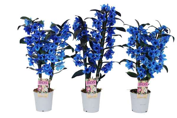 Picture of DENDROBIUM 02-STEM NOBILE BLUE (DYED)