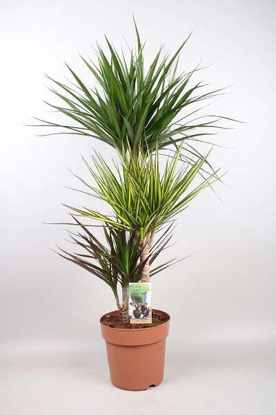 Picture of DRACAENA MARGINATA CARNAVAL 060+/030+/015+