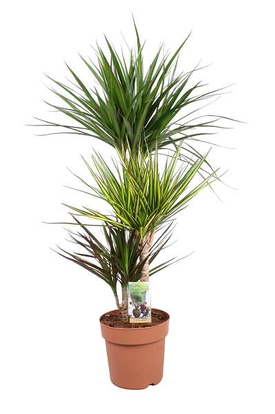 Picture of DRACAENA MARGINATA CARNAVAL 060+/030+/015+