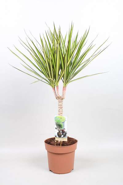 Picture of DRACAENA MARGINATA SUNRAY ON STEM