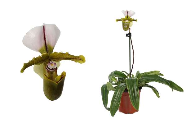 Picture of PAPHIOPEDILUM 01-STEM MILANO