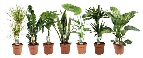 Picture of FOLIAGE MIX