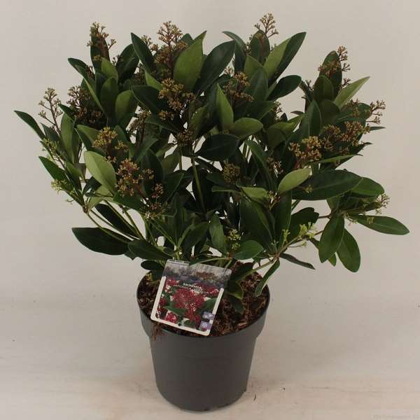 Picture of SKIMMIA JAPONICA RUBELLA 15+FL