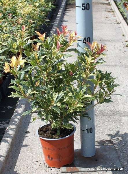 Picture of OSMANTHUS HETEROPHYLLUS  GOSHIKI