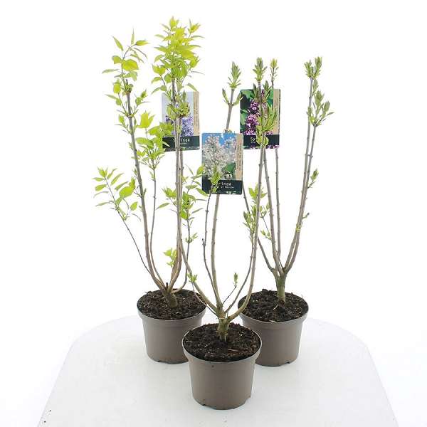 Picture of Syringa vulgaris 03/05-st mix