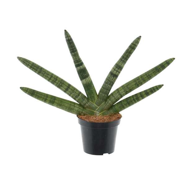 Picture of SANSEVIERIA CYLINDRICA SKYLINE