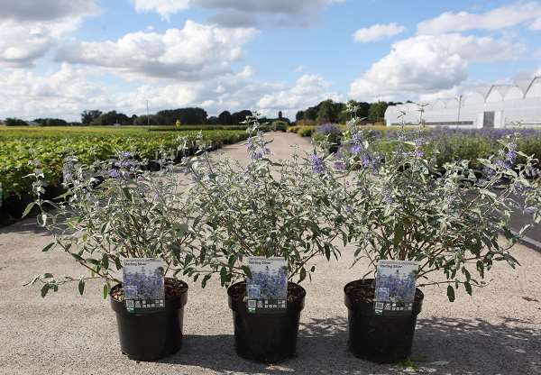 Picture of CARYOPTERIS CLANDONENSIS STERLING SILVER