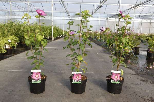 Picture of HIBISCUS SYRIACUS ROSE MOON