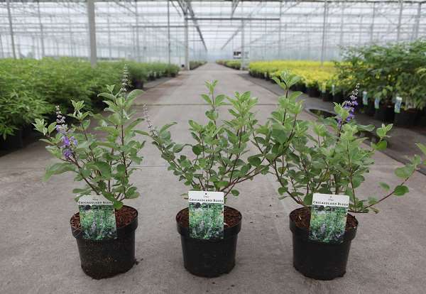 Picture of Vitex agnus-castus chicagoland blues