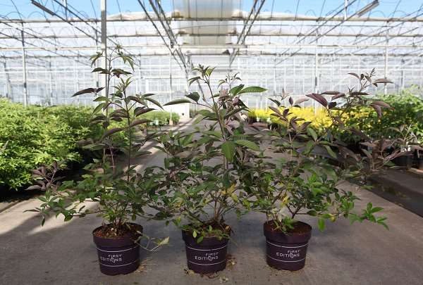 Picture of Vitex agnus-castus flip side