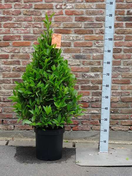 Picture of LAURUS NOBILIS PYRAMID 120 CM